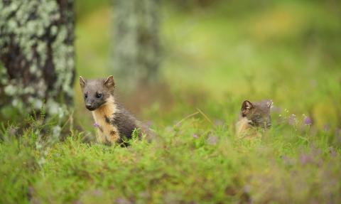 Two pine martens in the wood