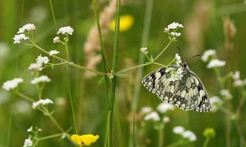 Marbled white butterfly