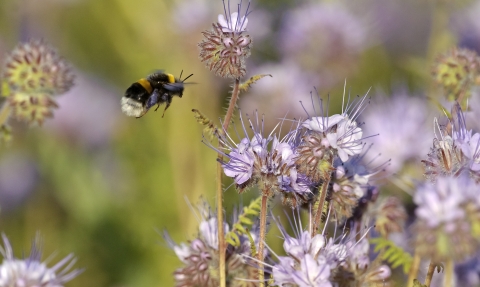 Buff-tailed bumble-bee collecting nectar