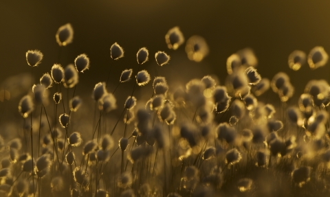 Cotton grass blowing in the wind at dusk