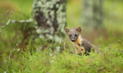 A pine marten peaks through the grass