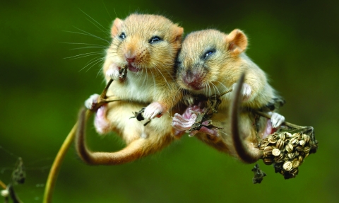 dormouse