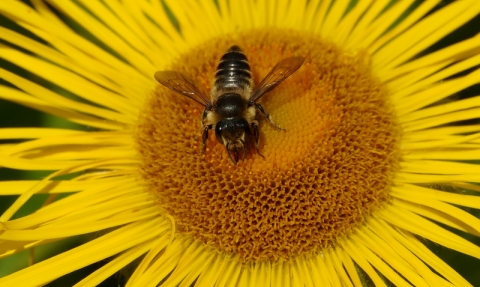 leafcutter bee