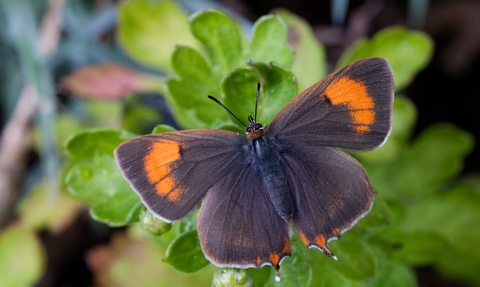 Brown Hairstreak