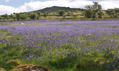 Bluebells at Emsworthy by Simon Williams