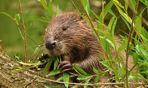 Beaver feeding on leaves next to River Otter