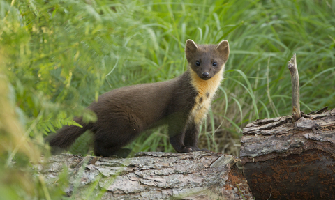 A pine marten standing on a log, looking towards the camera