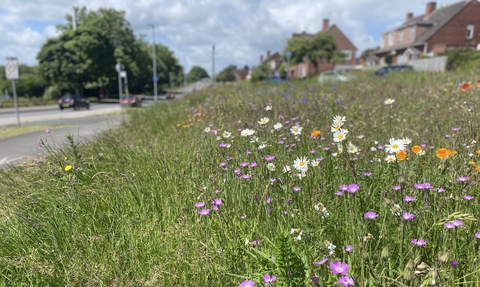 Wildflower border on road verge 