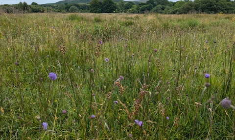 Devil's-bit scabious at Collaven Moor