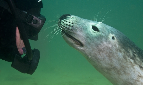 seal and diver looking at each other underwater