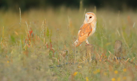 barn owl JonHawkins