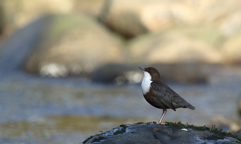 Dipper on rock