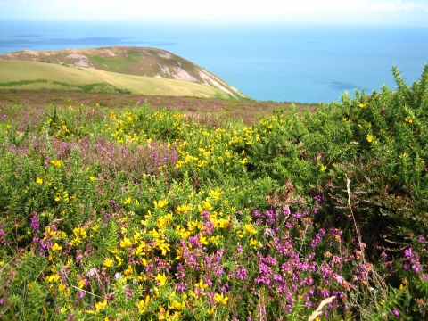 Habitats | Devon Wildlife Trust