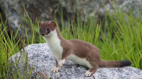 Stoat | Devon Wildlife Trust