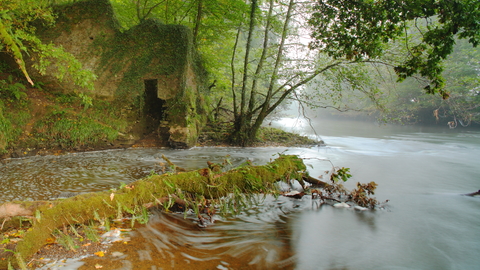 River Torridge at Halsdon nature reserve