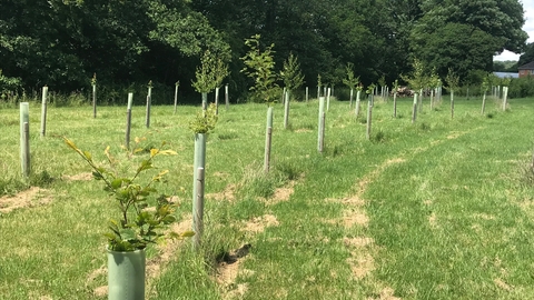 Row of newly planted trees