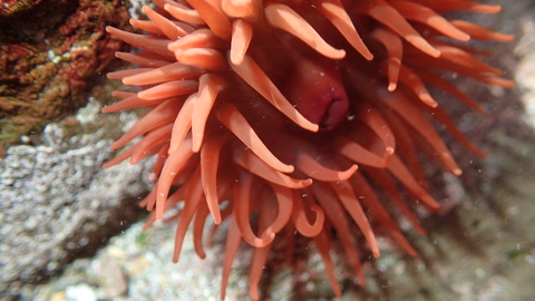 Beadlet Anemone tentacles