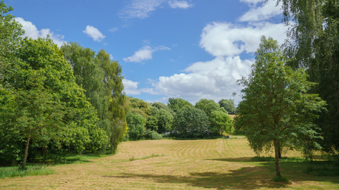 Sunny field, surrounded by tree's taken at Northbrook Park