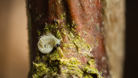 Brown hairstreak butterfly caterpillar (white spikey caterpillar) emerging from white egg