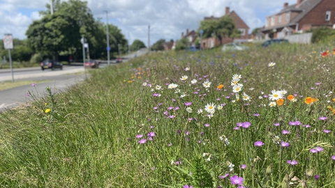 Wildflower border on road verge 