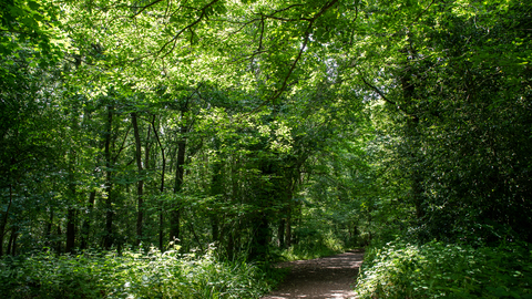 Path going through an area of green leafed tall trees