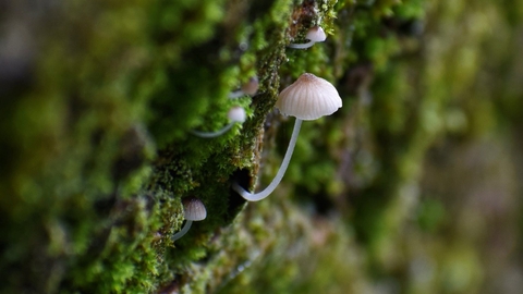 Mushrooms growing out of a mossy log