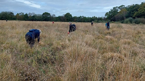 Several people search through a field for harvest mouse nests.