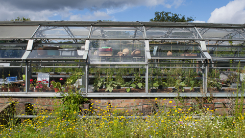 A greenhouse sat in an allotment surrounded by yellow flowers.