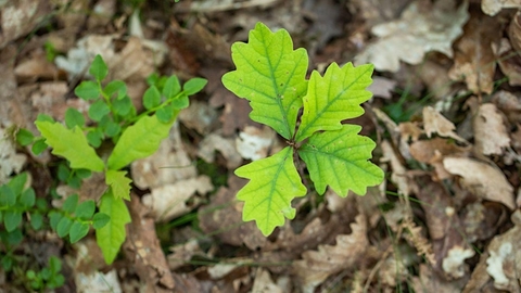 An oak sapling growing up from the ground.