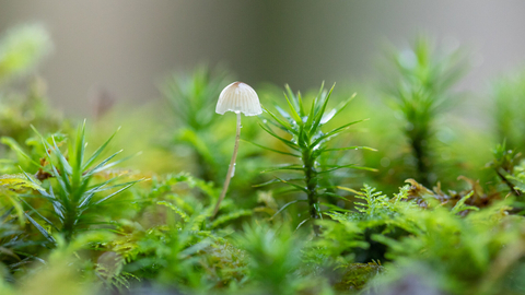 Tree Planting To Create A Rainforest For The Future | Devon Wildlife Trust