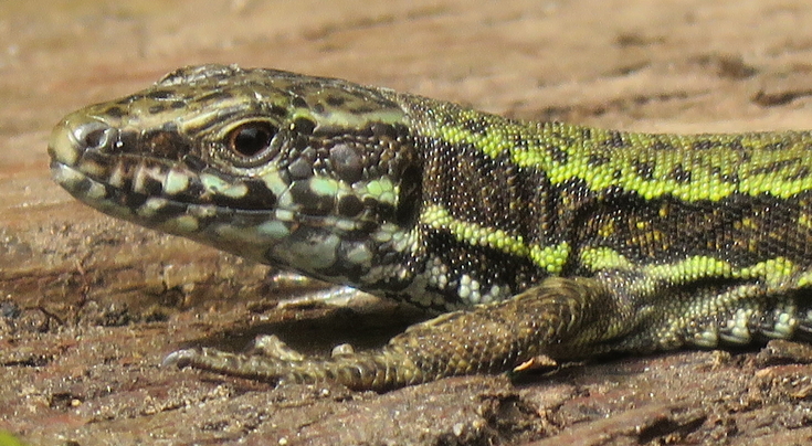 A tale of six lizards | Devon Wildlife Trust