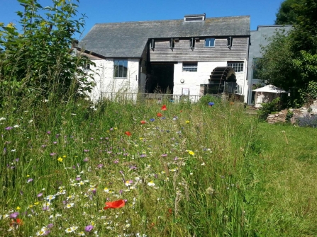 Poppies in the Cricklepit Mill wildlife garden 