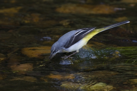 Grey wagtail drinking from a river