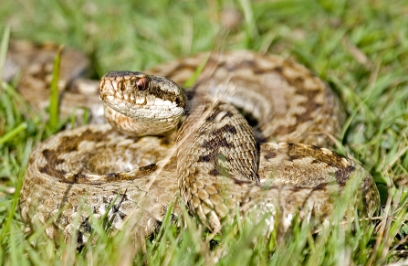 Adder basking in the sunlight