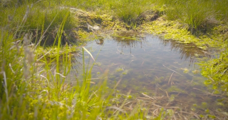 Pools in a blanket Bog landscape