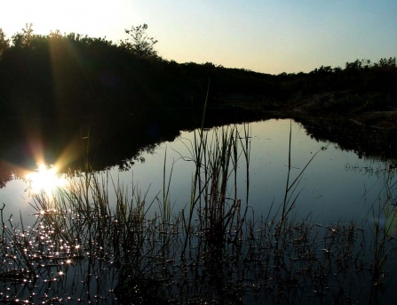 Reeds growing in the Bovey basin at Bovey nature reserve 