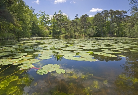 Lily pads on Bystock pools 