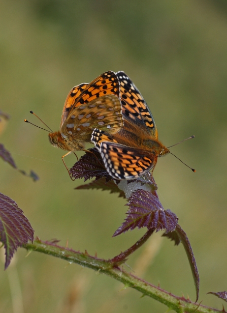 Dark green fritillaries resting on a bramble