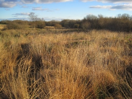 Hollocombe Moor 