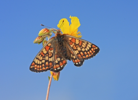 Marsh fritillary at Dunsdon nature reserve