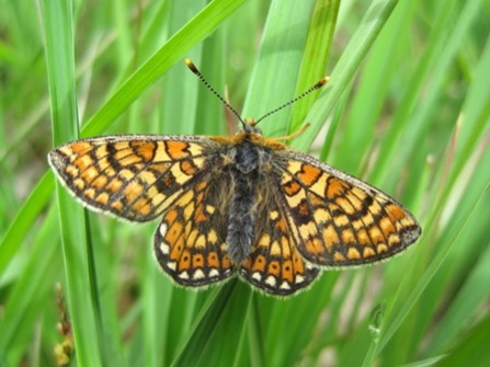 Marsh Fritillary