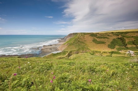 Devon Wildlife Trust's Marsland nature reserve looking out over the sea