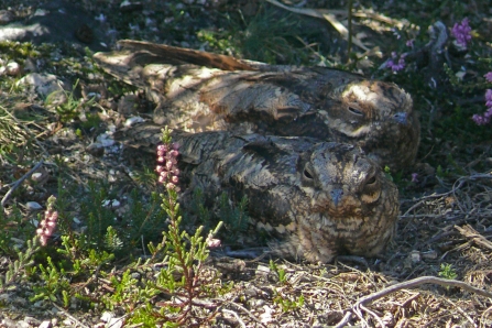 Two nightjars in the heather at Bovey Heathfield 