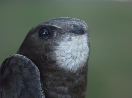 Swift close up 