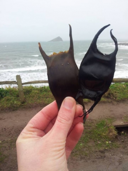 Mermaid's purse at Wembury beach