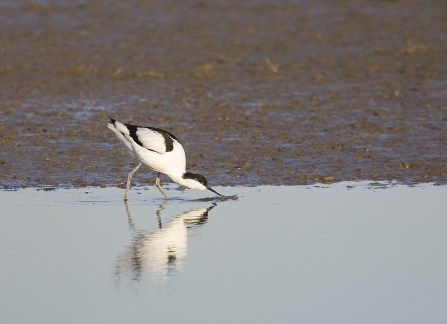 Avocet feeding in the water