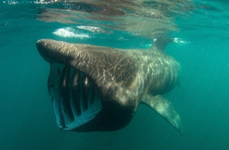 Beneath the waves | Devon Wildlife Trust