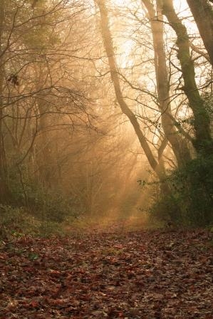 Sun shining through the woods at Halsdon