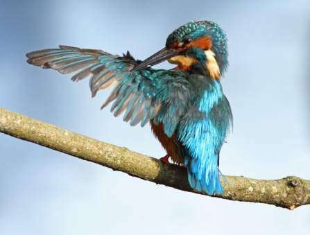 Kingfisher grooming its wings