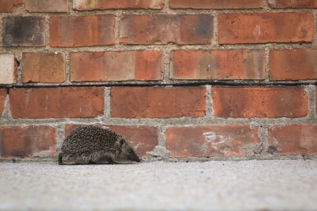 Hedgehog walking alongside a wall